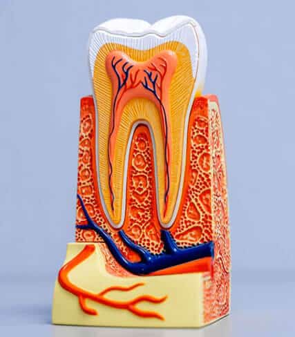 Anatomical tooth model displaying internal structure including pulp, nerves, and blood vessels in cross-section.